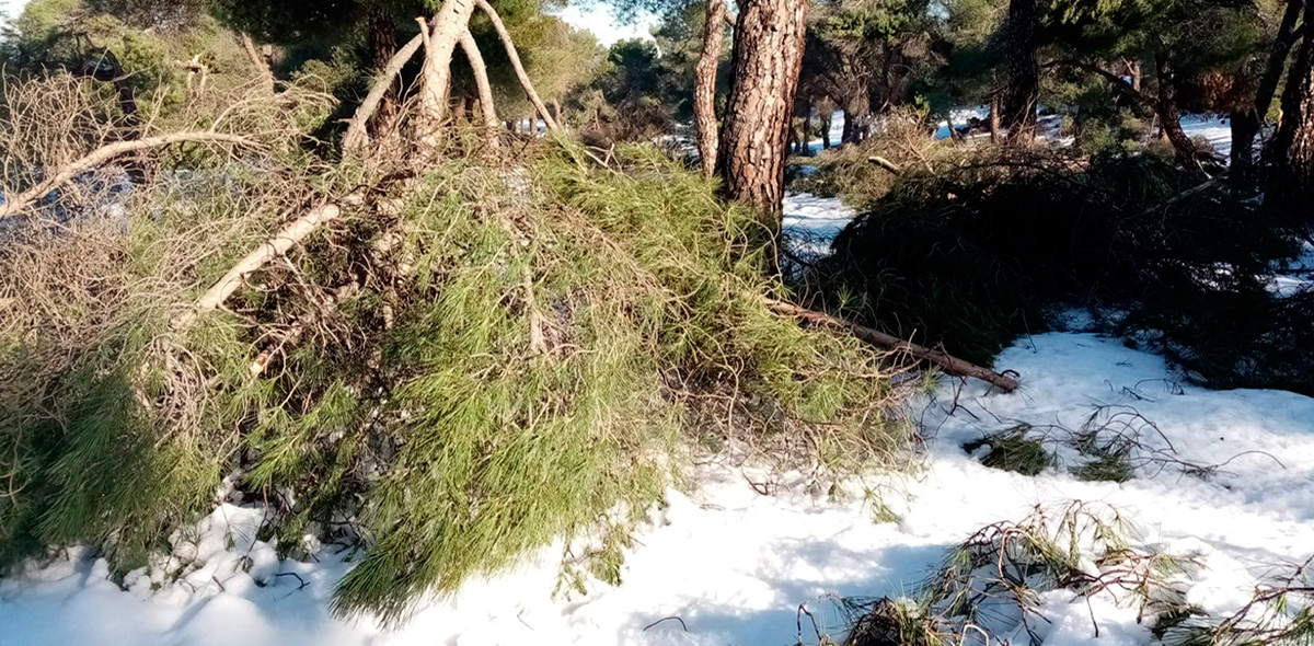 La borrasca Filomena daña los pinares de la Comunidad de Madrid
