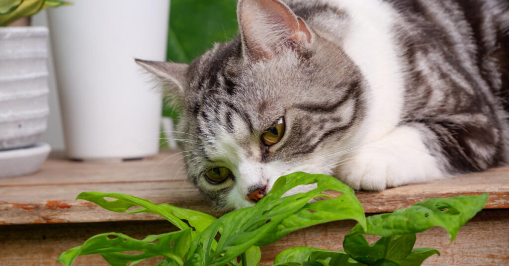 A los gatos les encanta la música y las plantas de una garden room