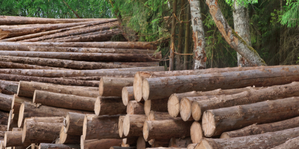 Guía de las maderas más caras y exóticas del mundo. En ecophonic solo trabajamos con bosques sostenibles de España con certificación FSC